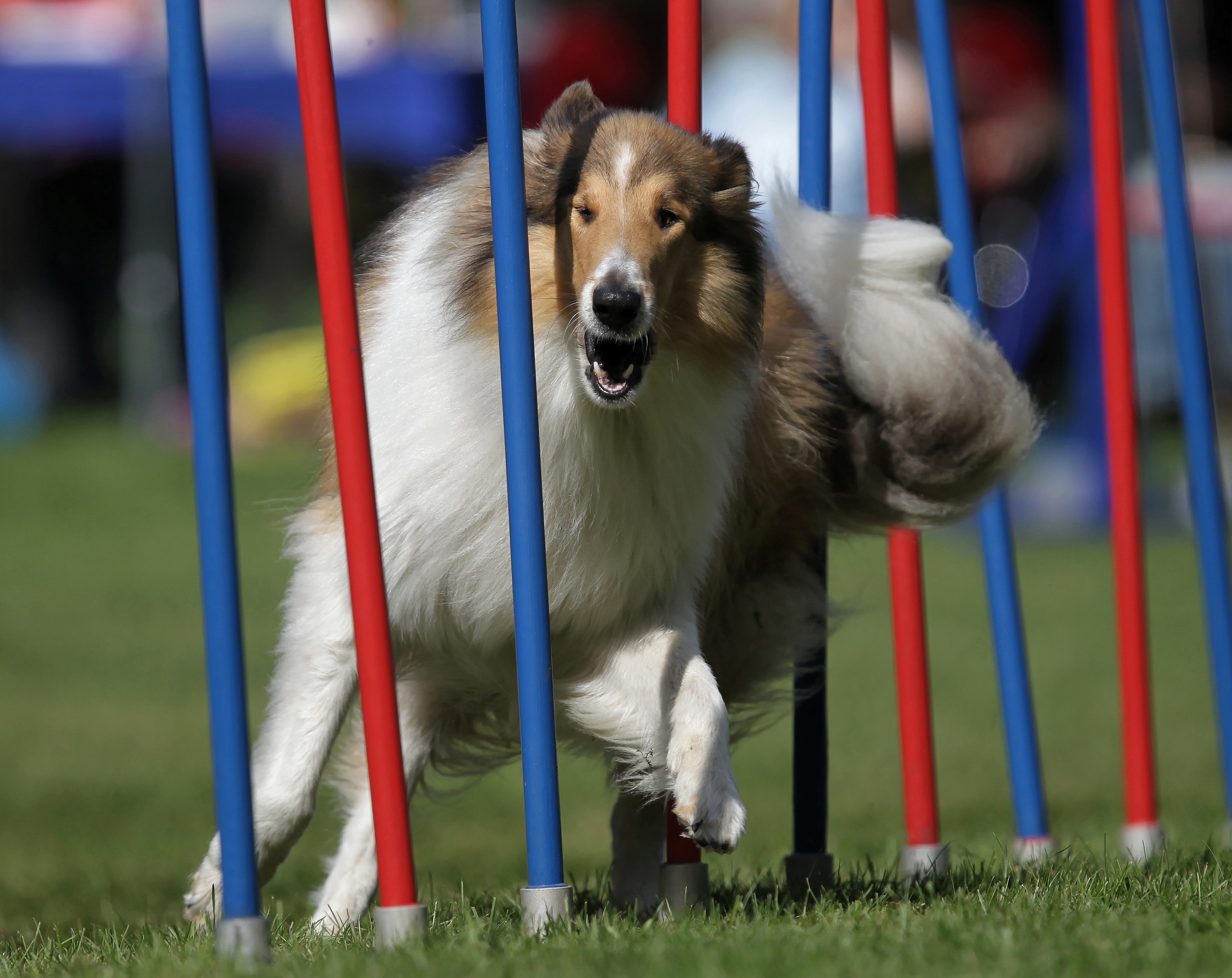 Agility Training f&uuml;r Collies
